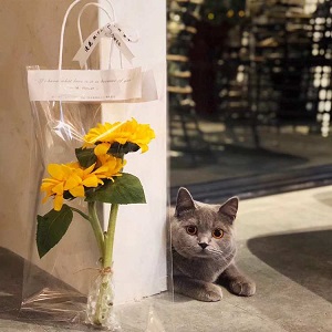 教師節禮品小花束透明手提袋