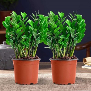金錢樹招財植物綠植盆栽 