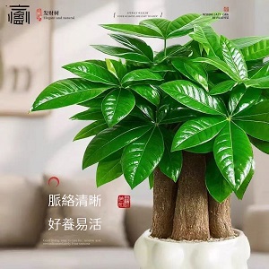 桌上型發財樹招財植物綠植盆栽